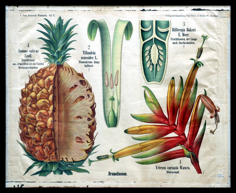 Tafel 17 Bromeliaceae